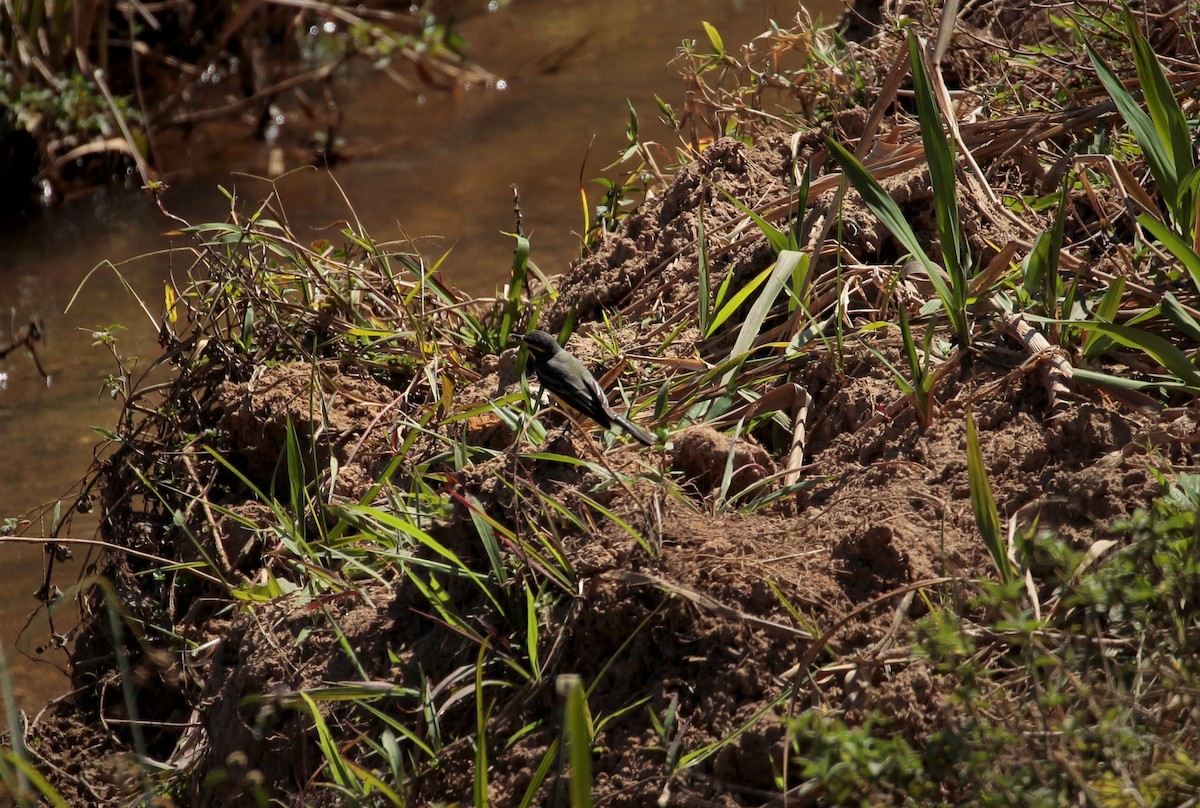 Yellow-browed Tyrant - ML312912661