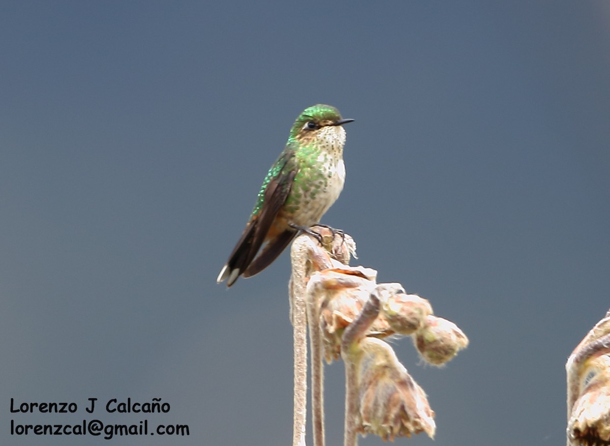 Purple-backed Thornbill - ML312912681