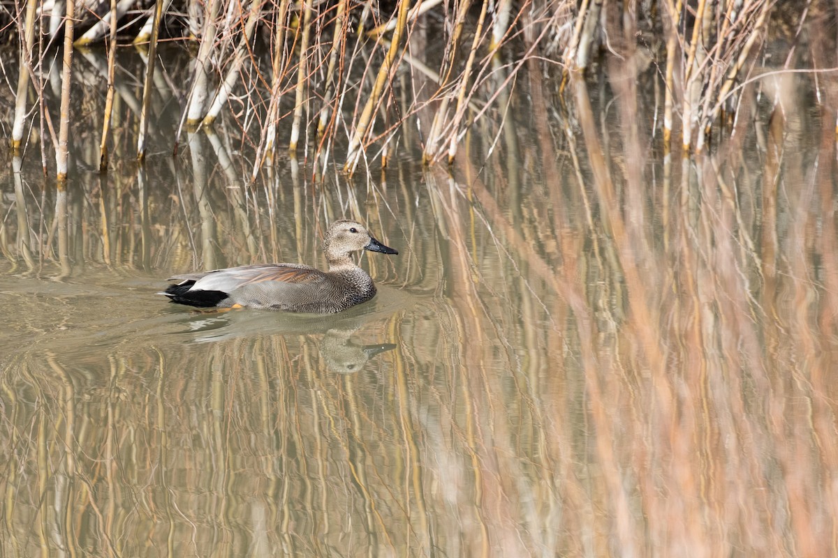 Gadwall - ML312912811