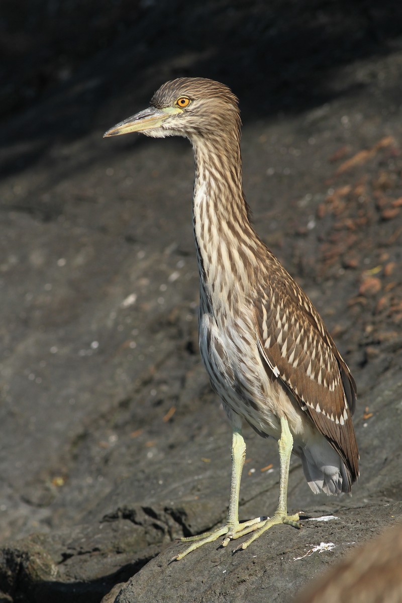 Black-crowned Night Heron - ML31291331