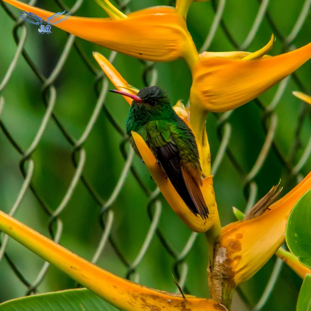 Rufous-tailed Hummingbird - Jair Lozano