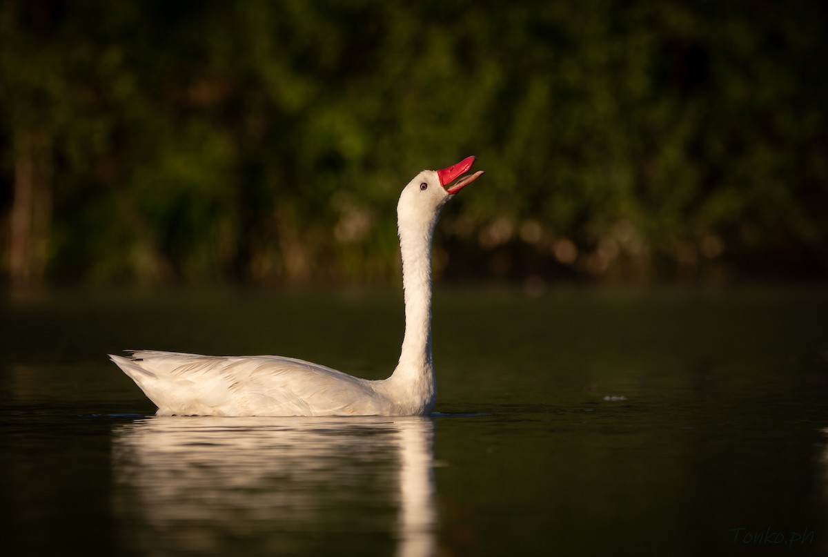 Coscoroba Swan - ML312915081