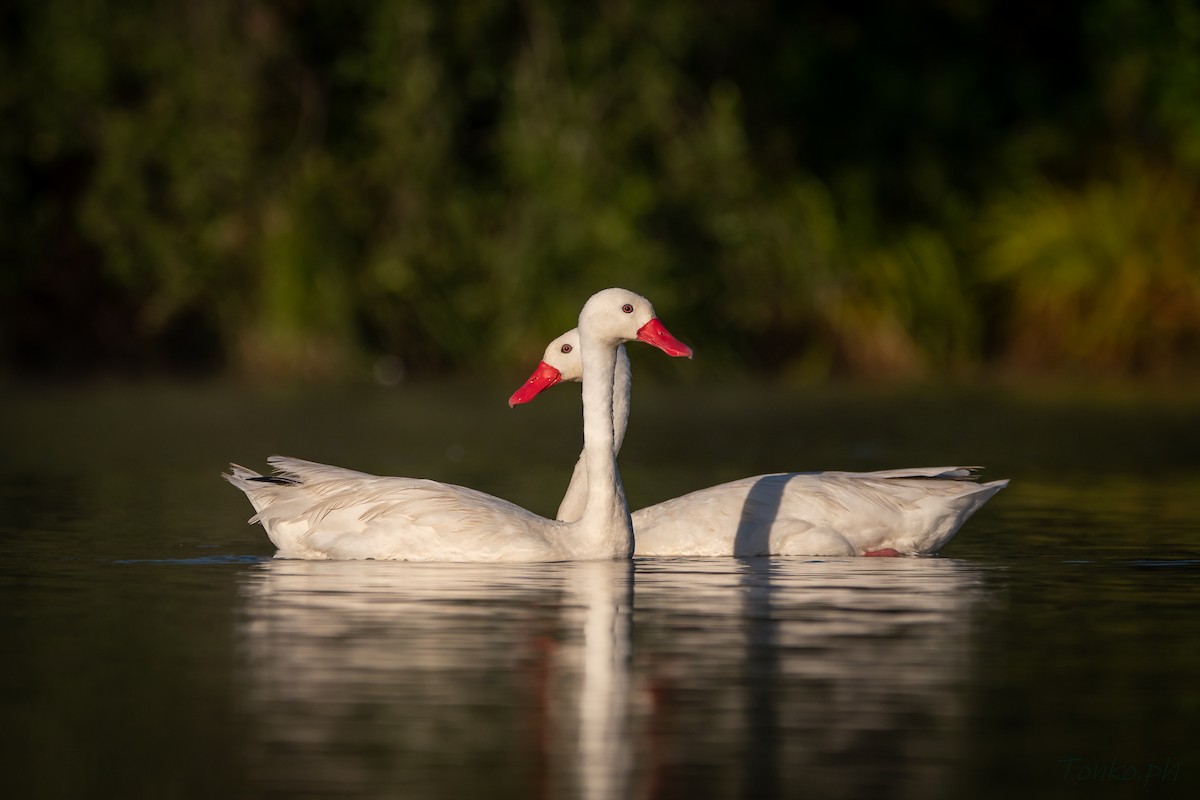 Coscoroba Swan - ML312915091