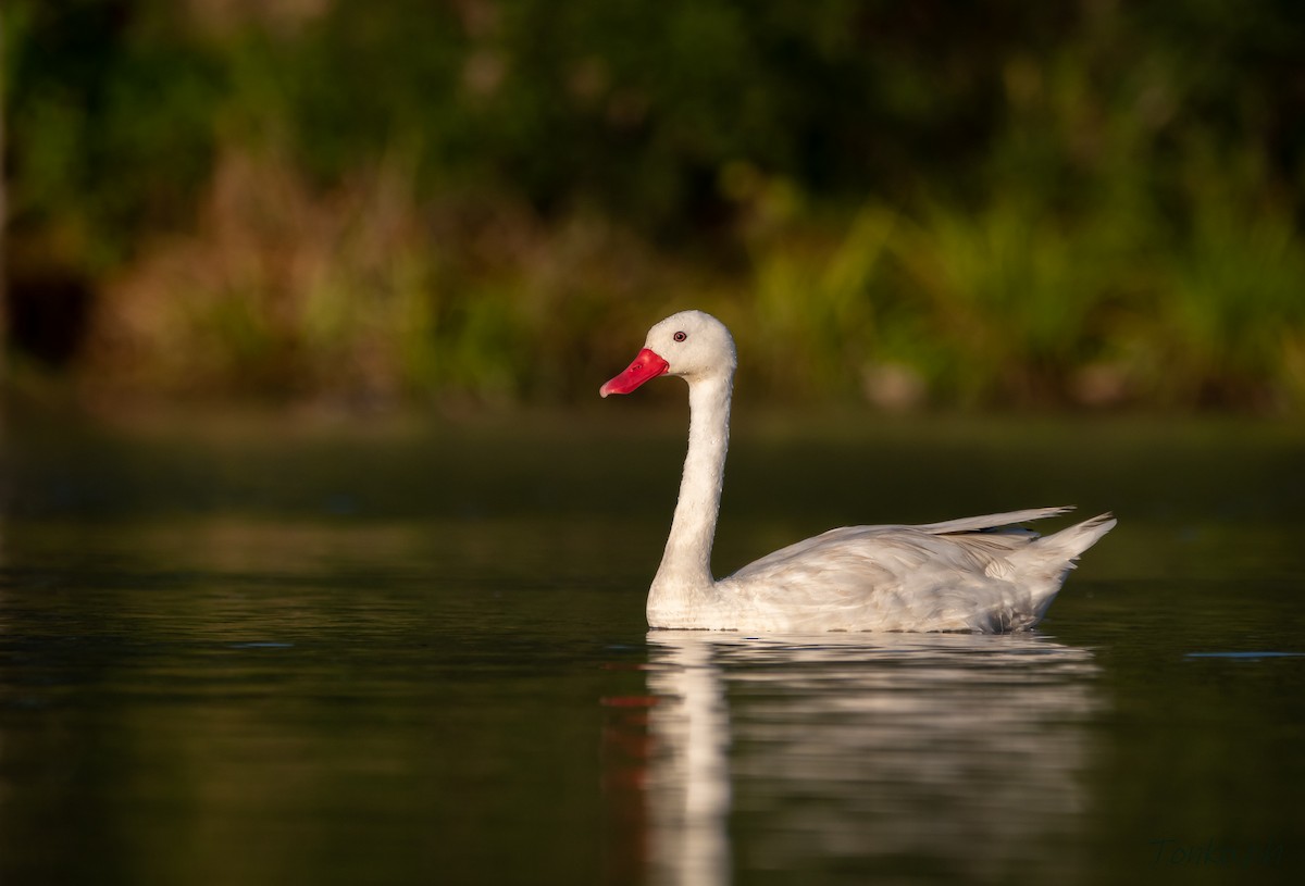 Coscoroba Swan - ML312915101