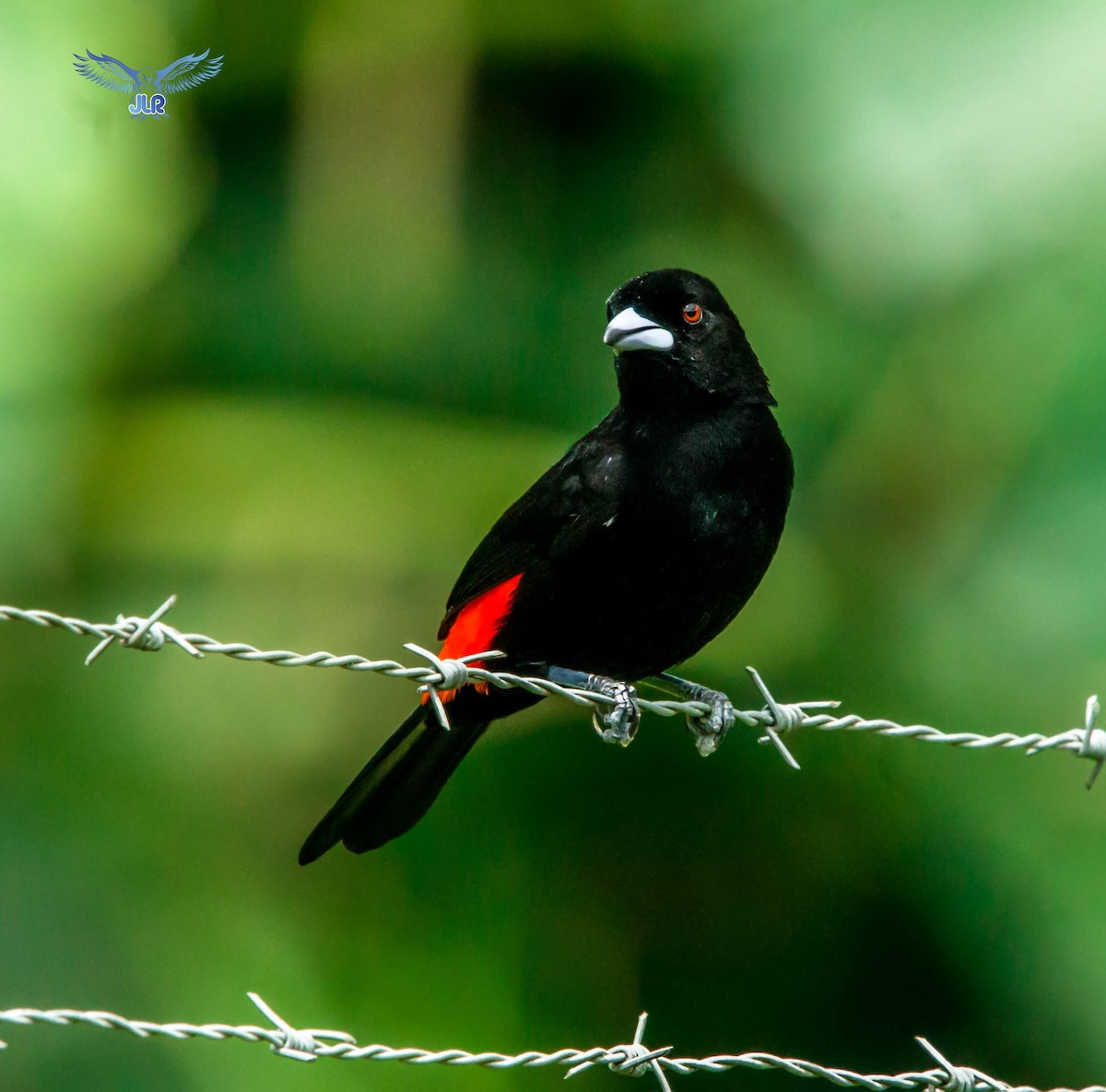 Flame-rumped Tanager - ML312915271