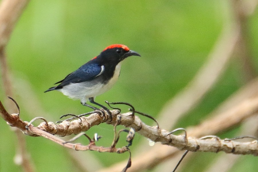 Scarlet-backed Flowerpecker - Pavel Parkhaev