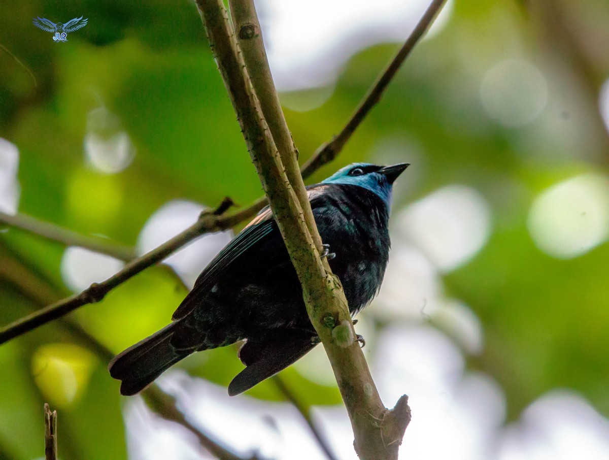 Blue-necked Tanager - ML312915381