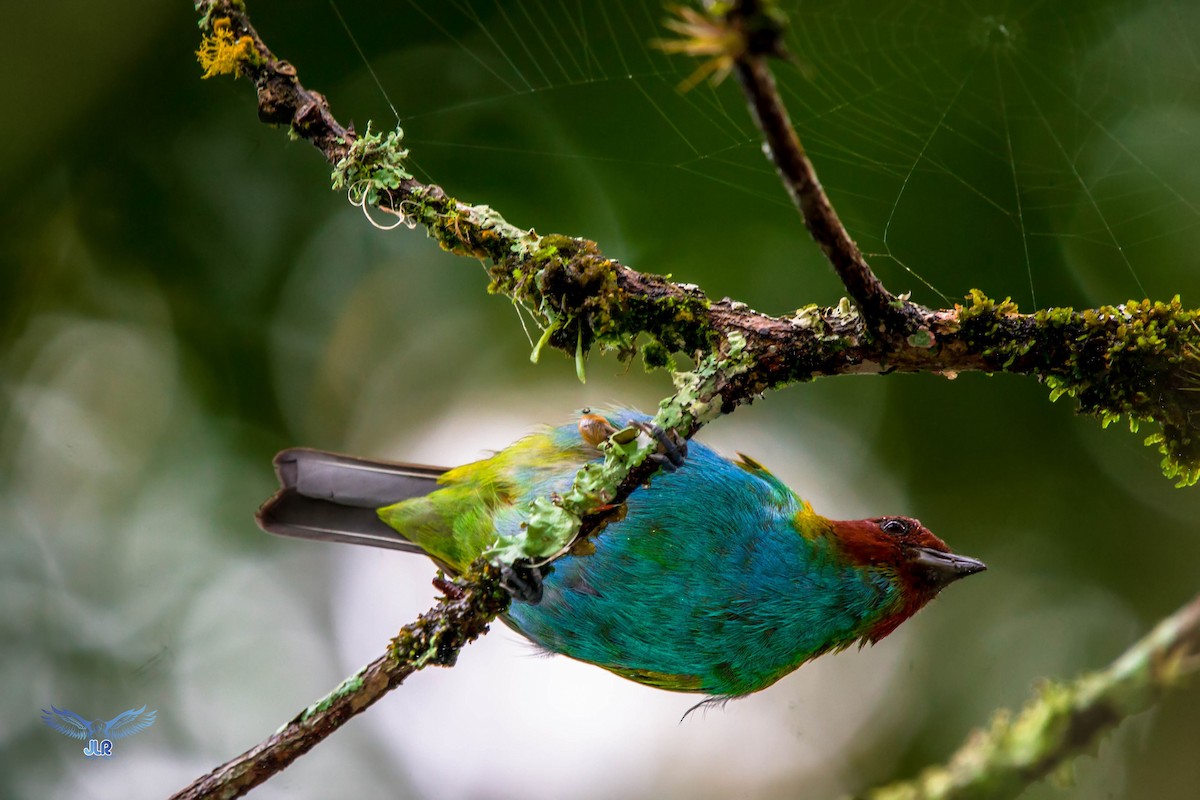 Bay-headed Tanager - ML312915461
