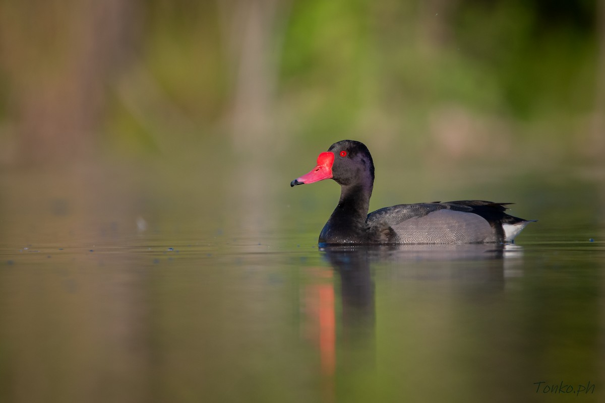 Rosy-billed Pochard - Carlos Maure