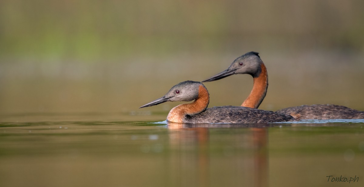 Great Grebe - ML312915871