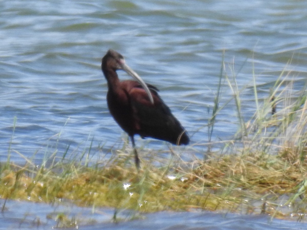 White-faced Ibis - ML31291701