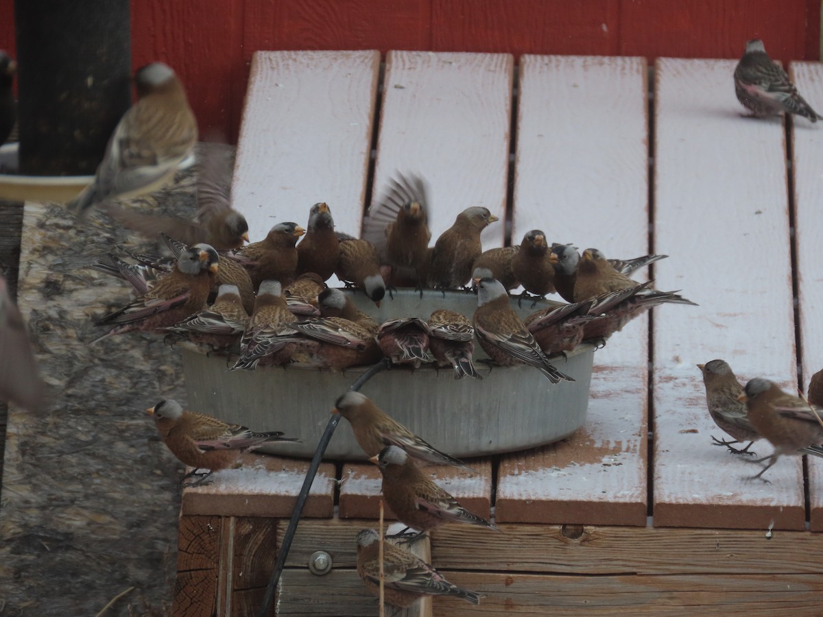 Gray-crowned Rosy-Finch - ML312917231