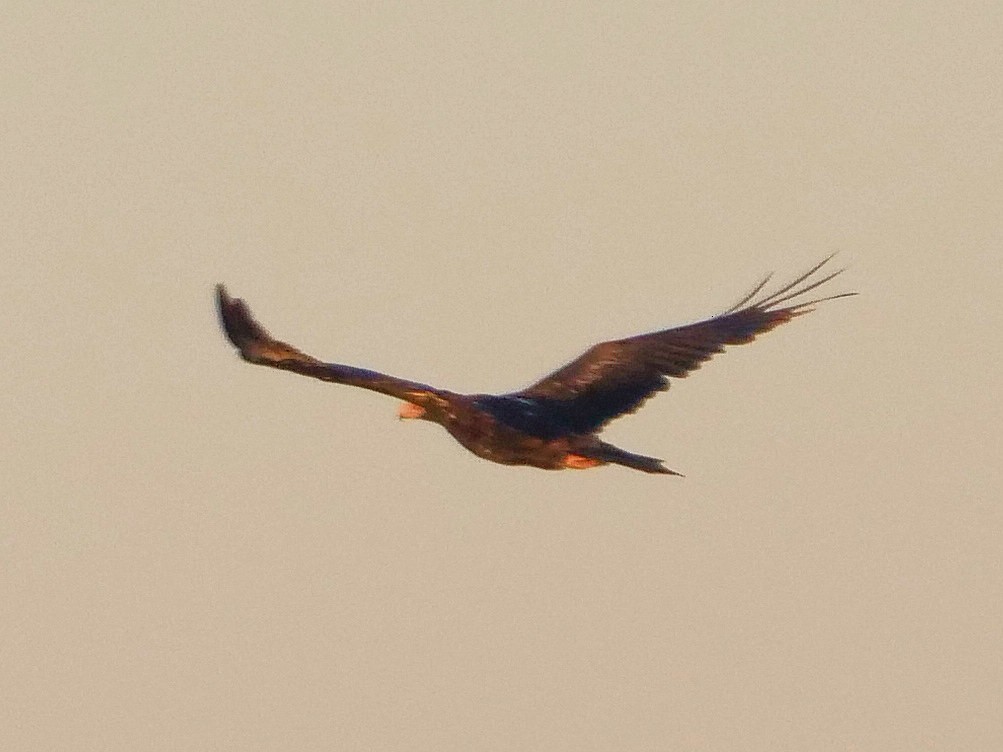 Wedge-tailed Eagle - ML312918311