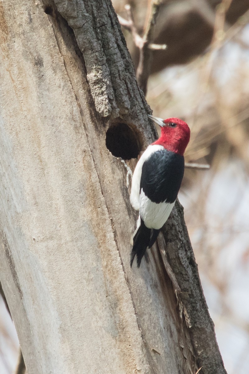 Red-headed Woodpecker - Peter Hellman