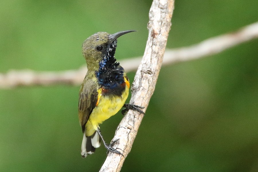 Ornate Sunbird - Pavel Parkhaev