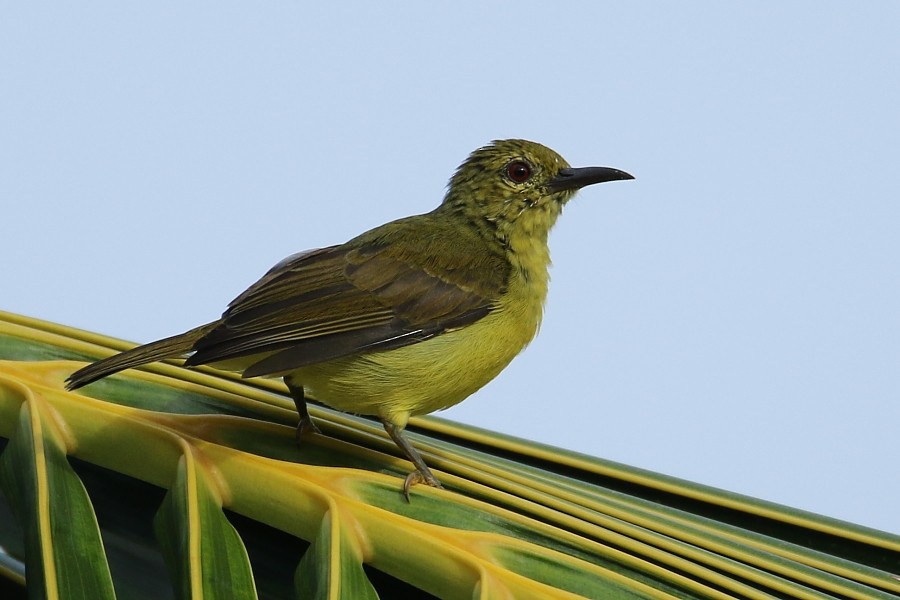 Brown-throated Sunbird - Pavel Parkhaev