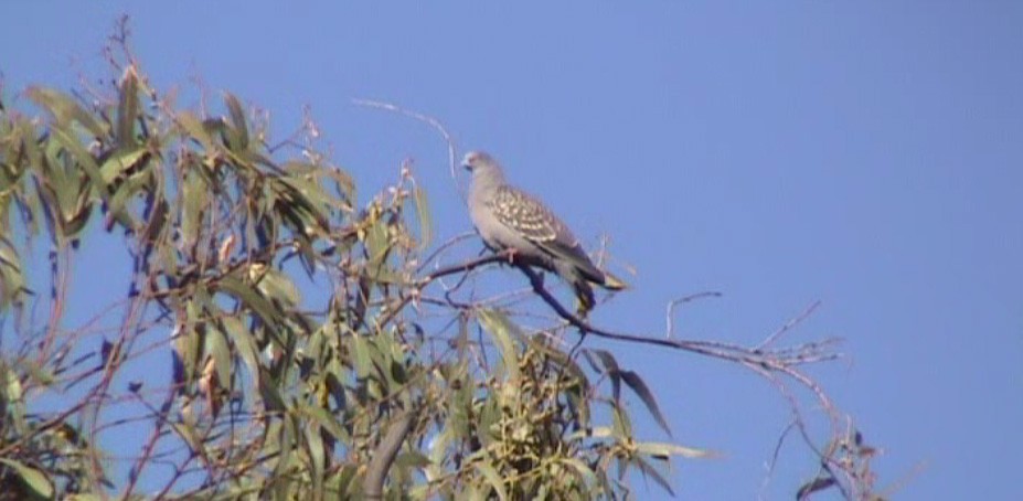 Spot-winged Pigeon - ML312922921