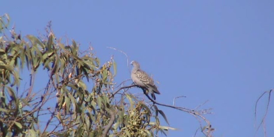 Spot-winged Pigeon - ML312922931