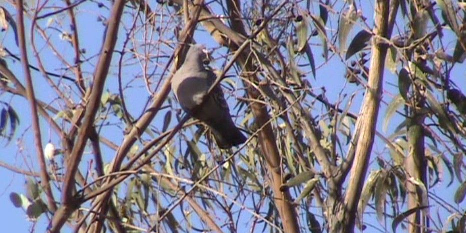 Spot-winged Pigeon - ML312922941