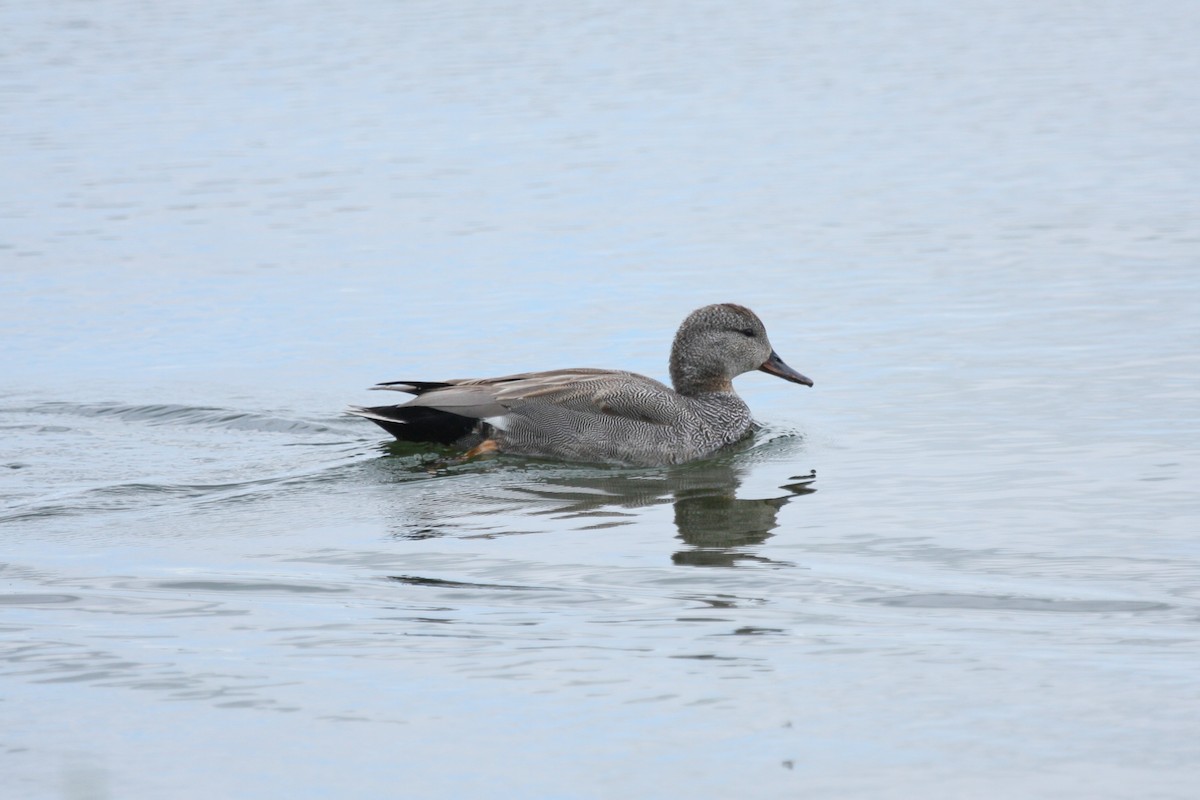 Gadwall - Marcus Hunt