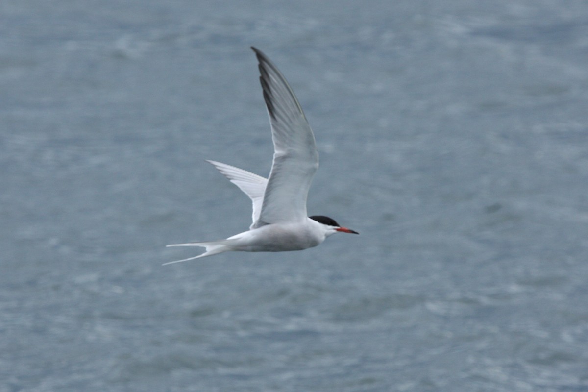 Common Tern - Marcus Hunt