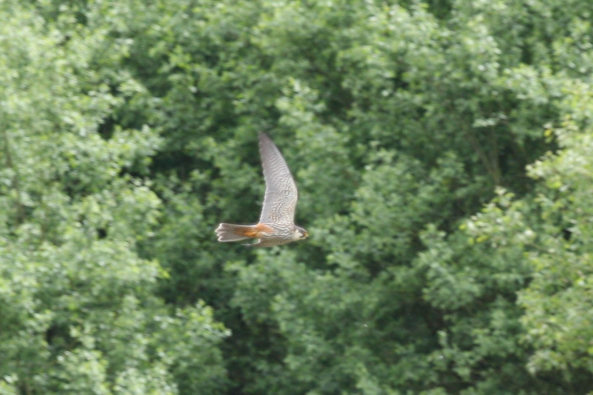 Eurasian Hobby - Marcus Hunt