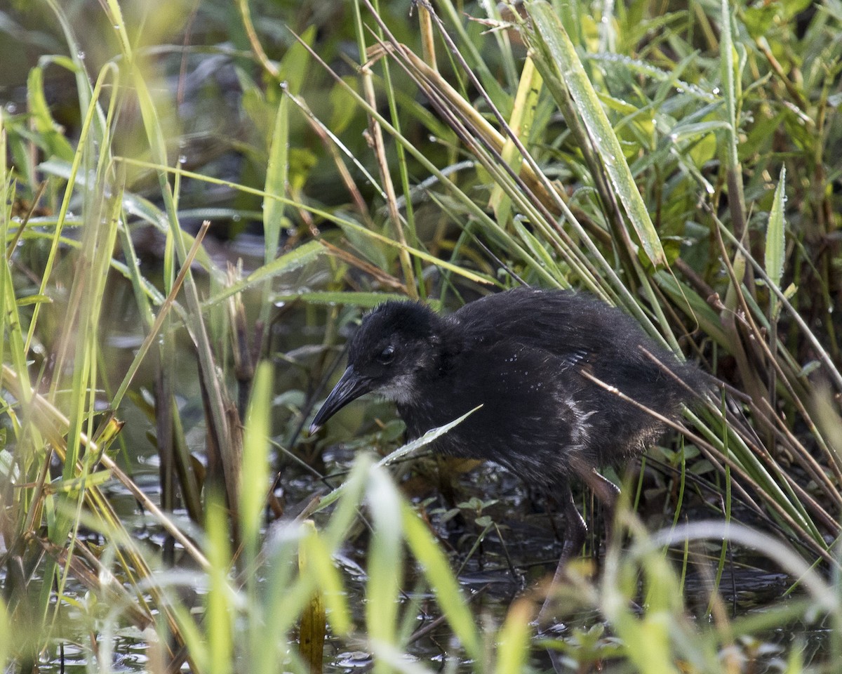 Virginia Rail - David Boltz