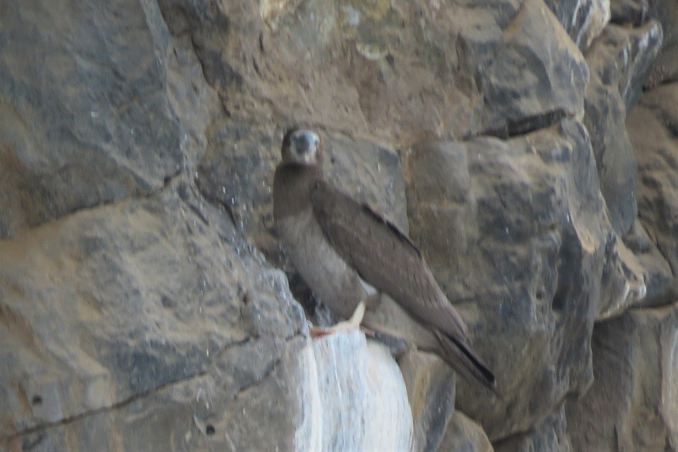 Brown Booby - ML312924981