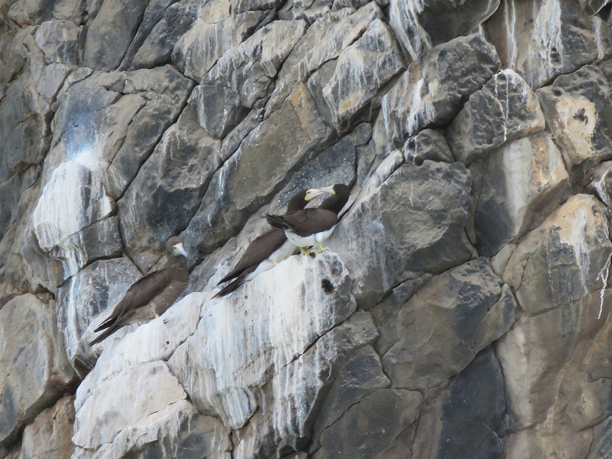 Brown Booby - ML312925021