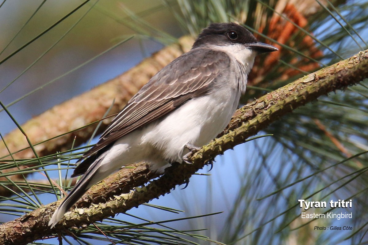 Eastern Kingbird - ML312926511