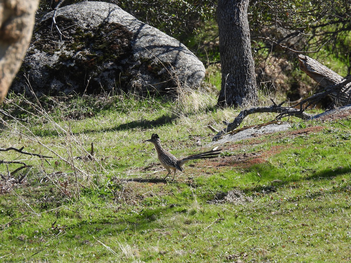 Greater Roadrunner - John Toldi