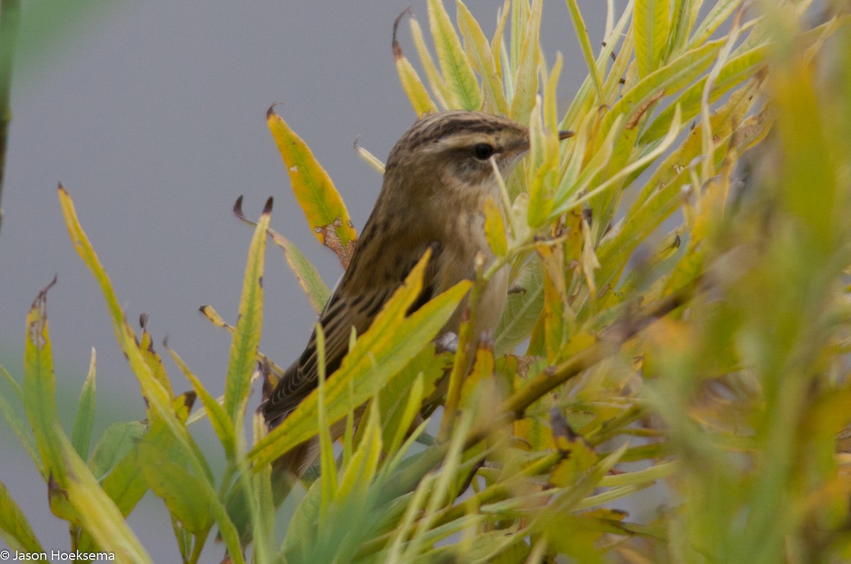 Sedge Warbler - ML31292851