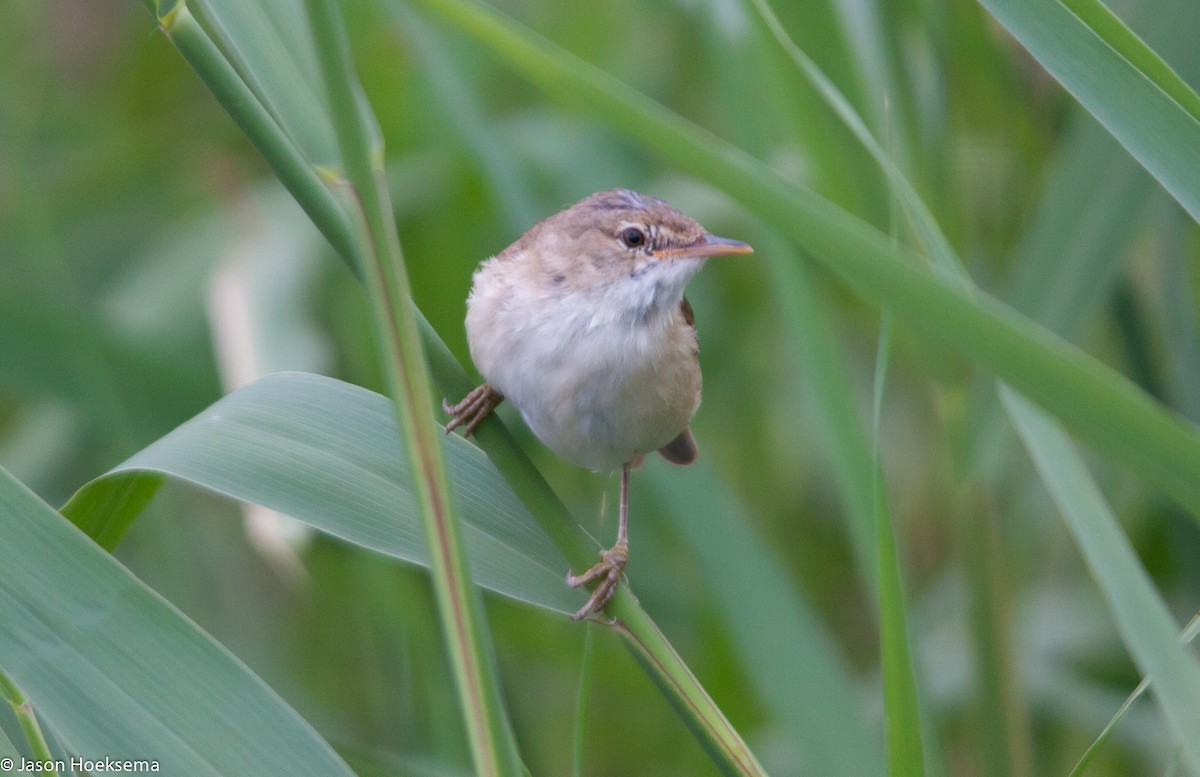 Common Reed Warbler - ML31292861