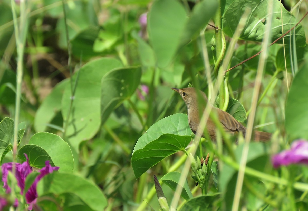 Common Reed Warbler - ML312929591