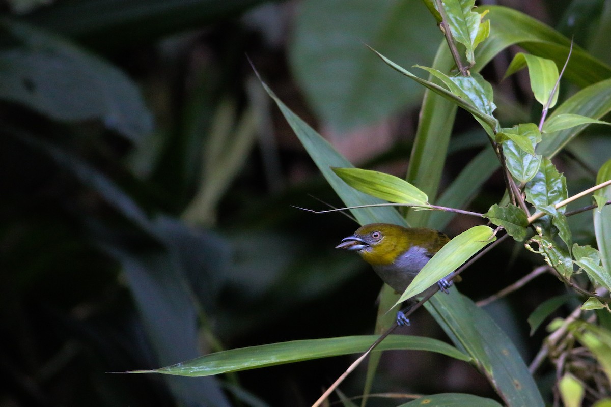 Yellow-throated Chlorospingus - ML312929861