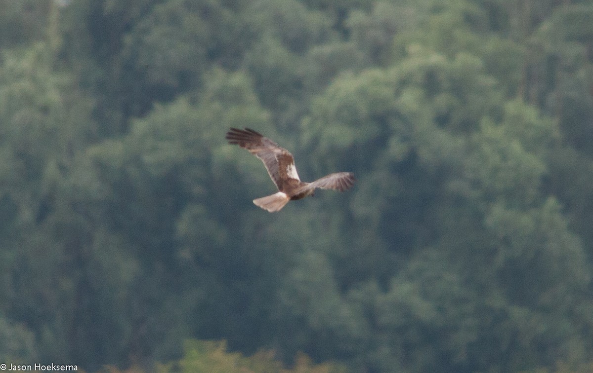 Western Marsh Harrier - ML31292991