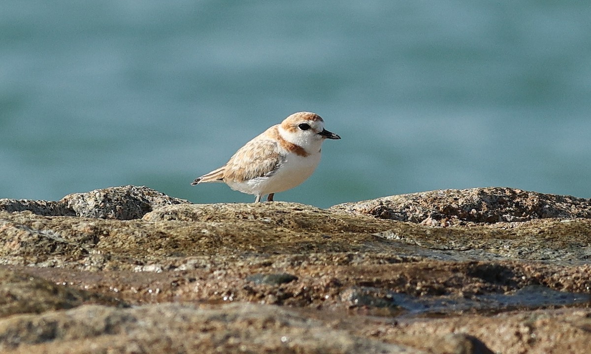 Malaysian Plover - ML312930541