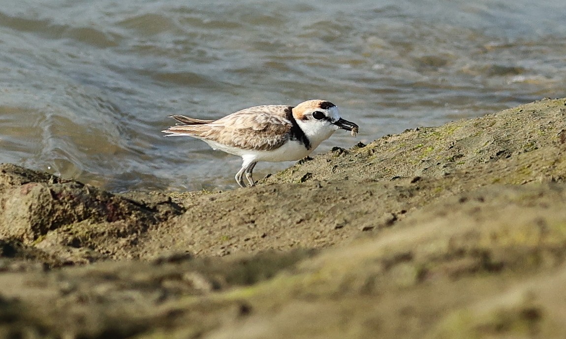 Malaysian Plover - ML312930551