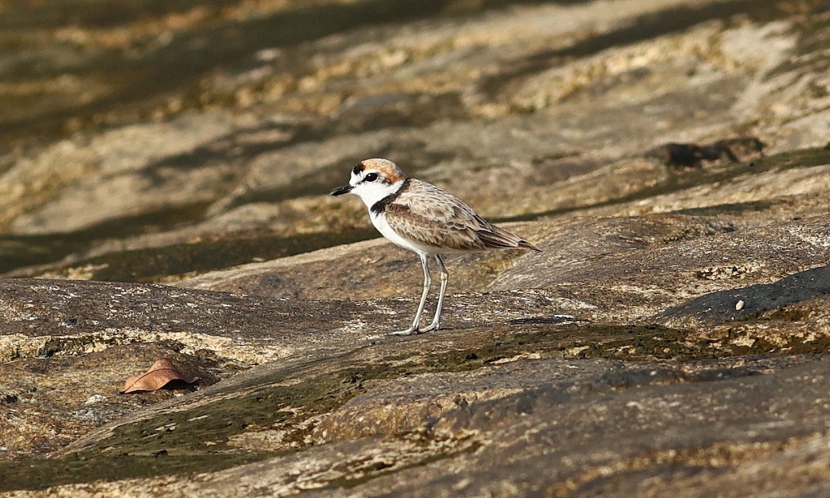 Malaysian Plover - ML312930561