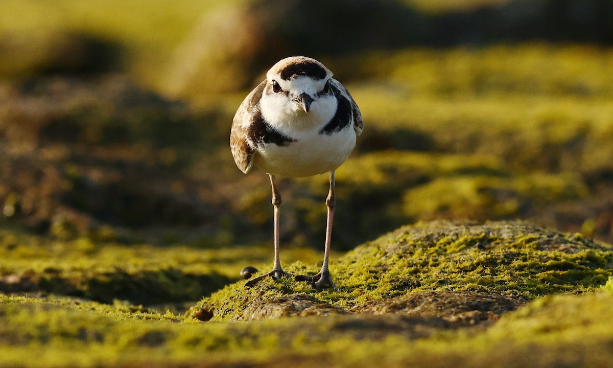 Malaysian Plover - ML312930591