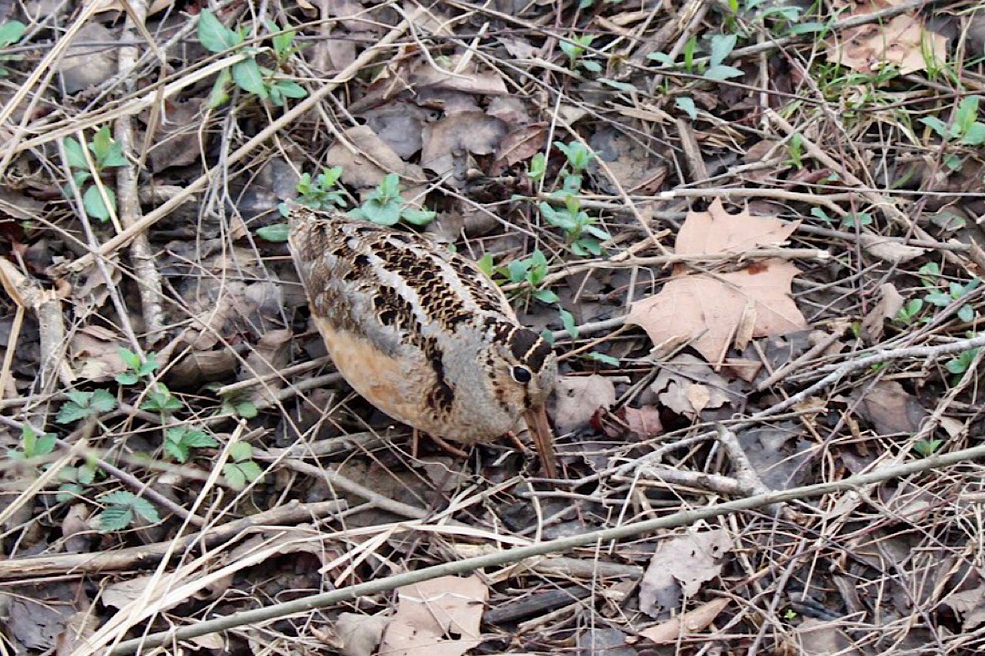 American Woodcock - ML312930621