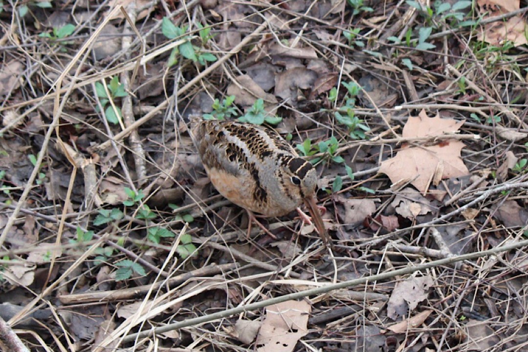 American Woodcock - ML312930631