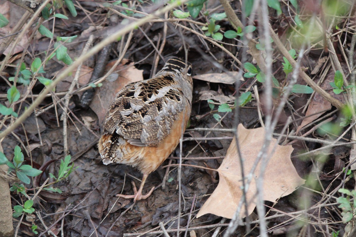 American Woodcock - ML312930641