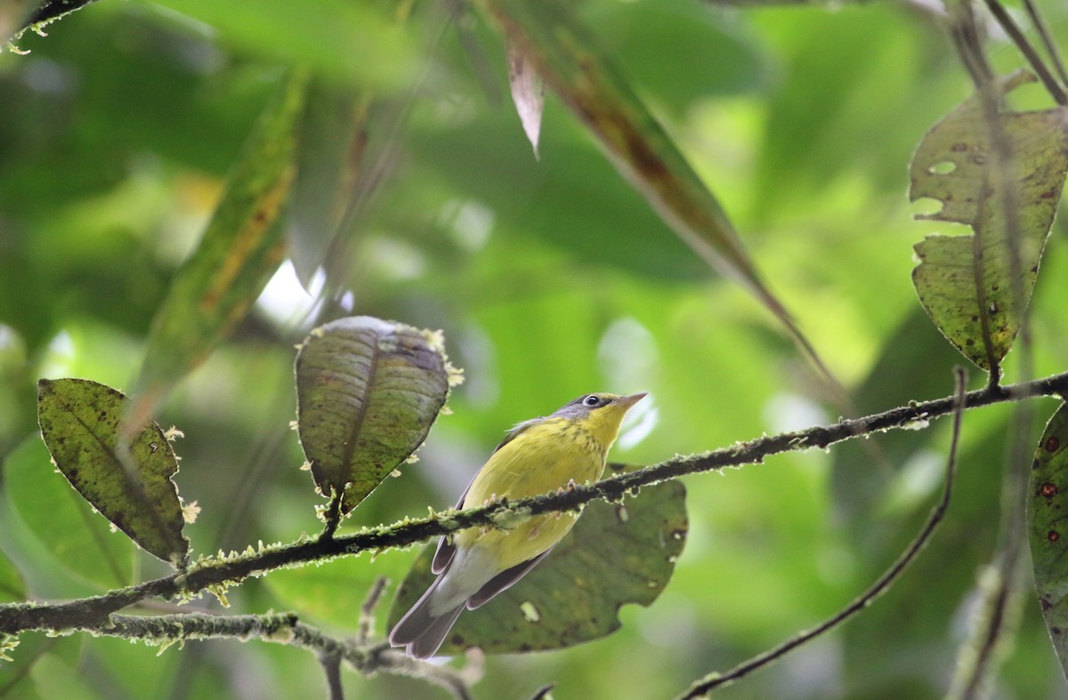 Canada Warbler - ML312930841