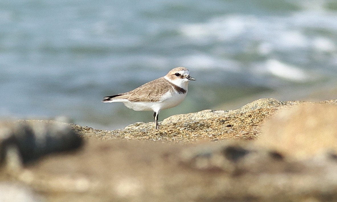 Kentish Plover - ML312930971