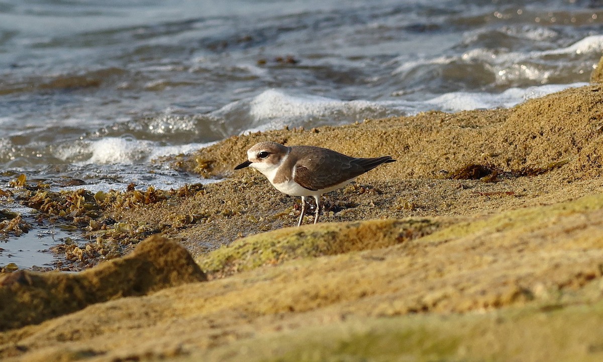 Kentish Plover - ML312930991