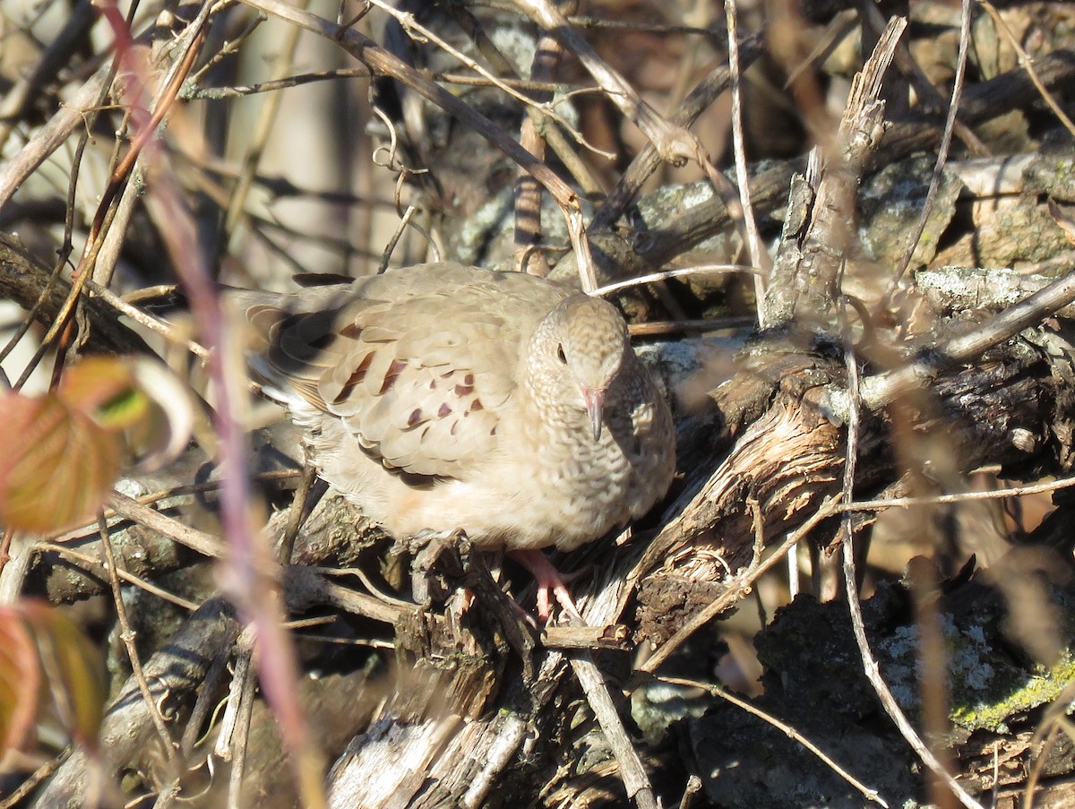 Common Ground Dove - ML31293211