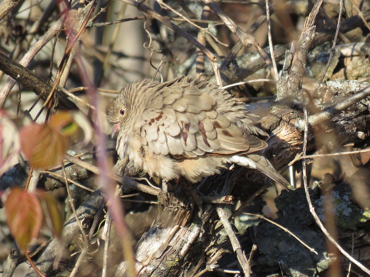 Common Ground Dove - ML31293231