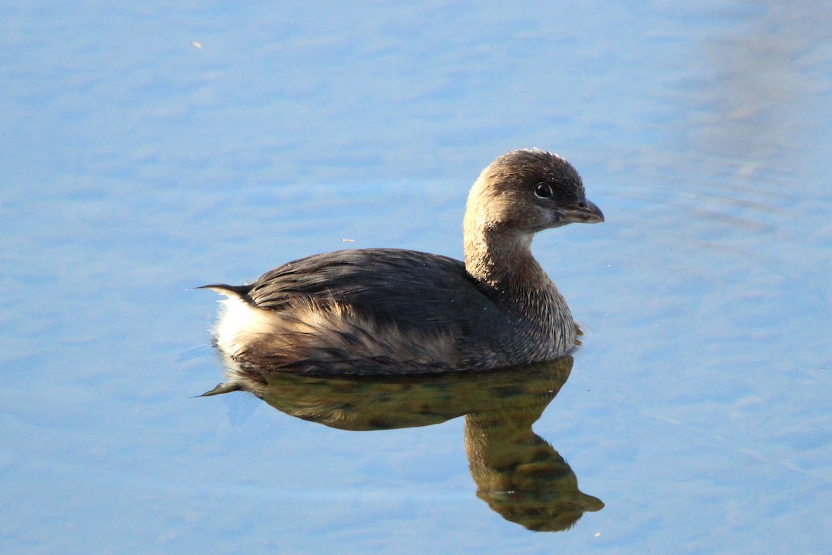 Pied-billed Grebe - Arthur Krasniewicz