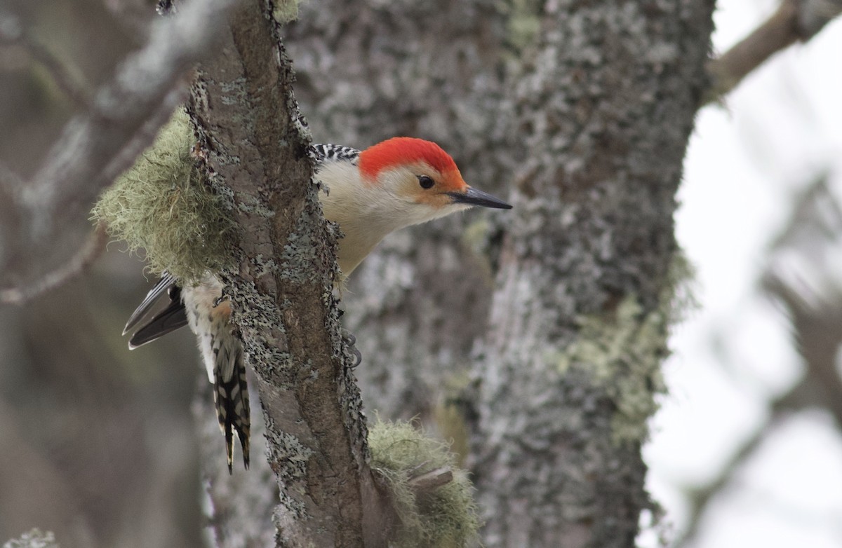 Red-bellied Woodpecker - Nathan Dubrow